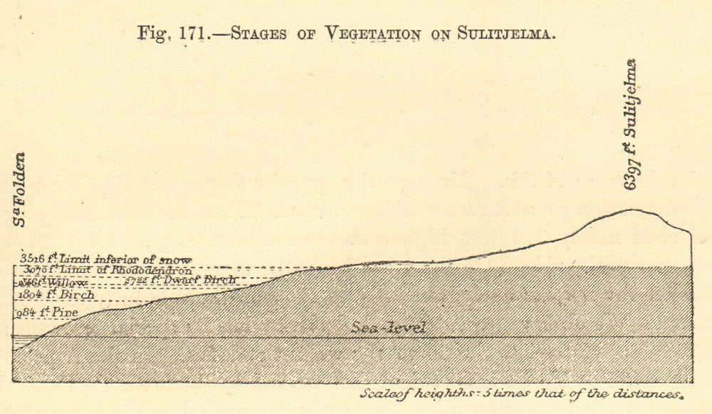 Stages of vegetation of Sulitjelma. Norway. SMALL. Section 1886 old print